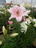 [3519 PO35 Staletti No201.JPG]